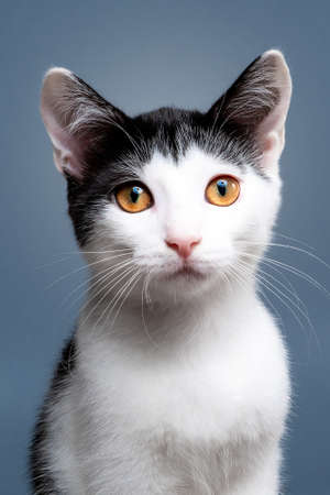Portrait of cute bicolor short hair kitten of two months old. Selective soft focus. black and white catの写真素材