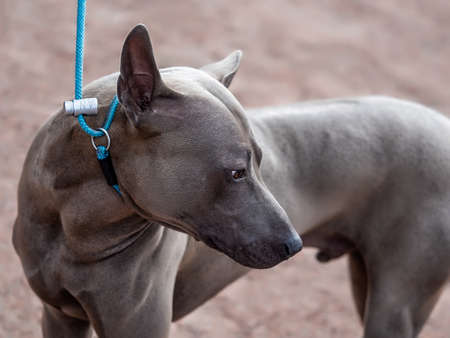grey Thai Ridgeback dog stay on his headの写真素材