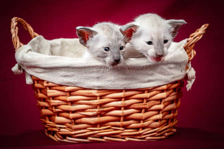 Studio photography of a siamese oriental cat on red backgroundsの写真素材