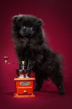 Pomeranian Spitz puppy. Cute fluffy black Spitz dog on red background. Family-friendly tiny Dwarf-Spitz pom dog.の写真素材