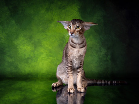 Beautiful Oriental silver spotted tabby on tropic green backgroundの写真素材