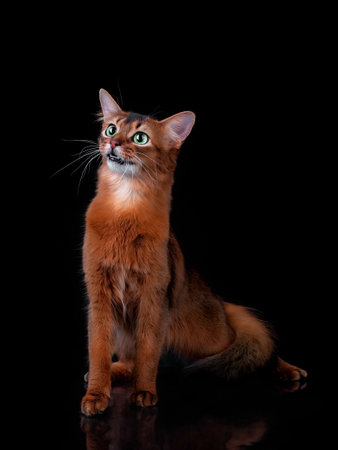 Pedigree orange Somali cat photographed indoors in studio on black background.の写真素材
