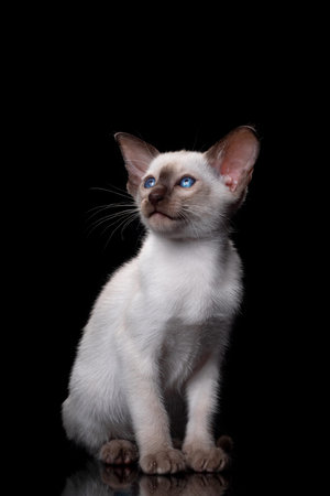 siamese kitten isolated on black backgroundの写真素材