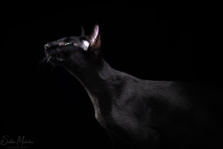 Beautiful profile of an black oriental cat isolated over black backgroundの写真素材