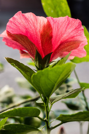 Obama f flower orange flower number one.の写真素材