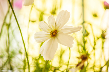 Cosmos flowers close-white photographs.の写真素材