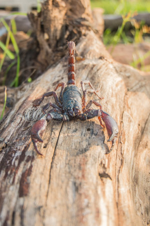Slaughterhouse The poisonous species is a large bloated insect.の写真素材