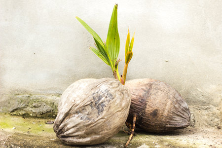 The coconut is old enough to be planted.の写真素材