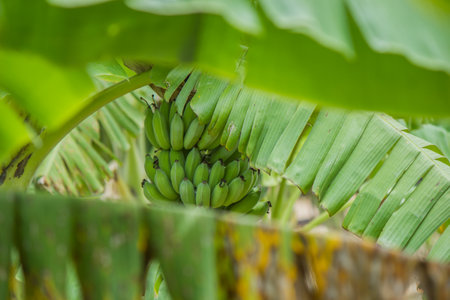 Banana, vegetable, vegetable and fruit are popular fruits.の写真素材