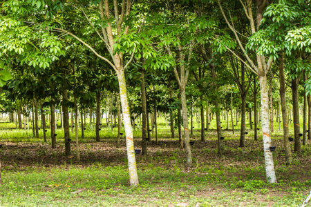 The rubber plantation is growing up and cut to use.の写真素材