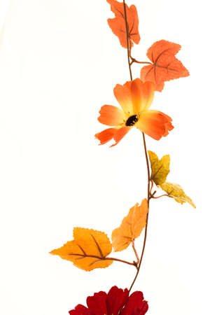 Vine flower, orange, yellow, white background.の写真素材