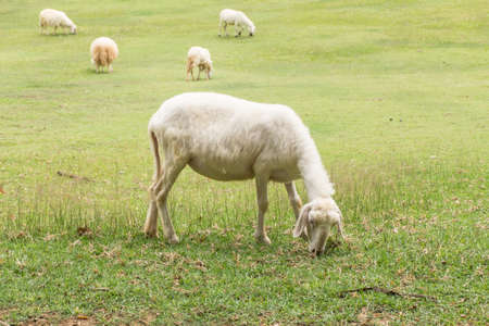 Sheep grazing in the Fam areaの写真素材