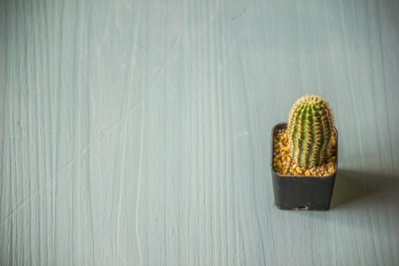 Cactus is a plant that is easy to raise, does not require much care, and there are many different types depending on the person who likes it.の写真素材