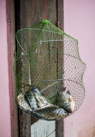 Tilapia was trapped in a hanging net after a man obtained it from fishing.