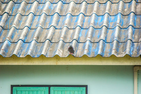 A dove perched on a roof, taken in the distance.の写真素材