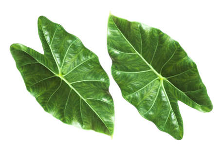 This leaf is called Satun Dam. It grows in the southern region of Thailand.の写真素材