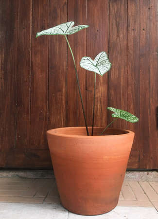 The natural beauty queen of leaves created through my own hand planted in a pot watching the day grow.の写真素材