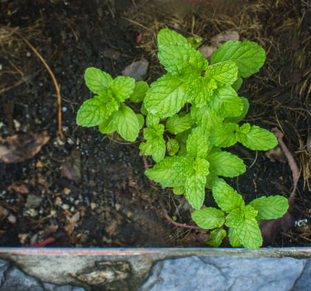 Peppermint is a plant for cooking and drinking and is planted in the soil.の写真素材