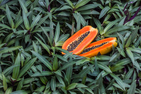 Two halves of ripe papaya rest on the ground of the leaves.の写真素材