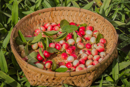 Carissa carandas in basket are healthy fruit