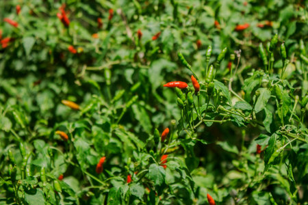 Capsicum annuum is a spicy vegetable for cooking.
