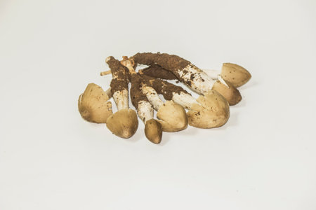Termitomyces fuliginosus Heim, a wild mushroom that can be found in the rainy season. nourishing high protein mushroom on white backgroundの写真素材