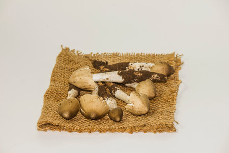 Termitomyces fuliginosus Heim, a wild mushroom that can be found in the rainy season.の写真素材