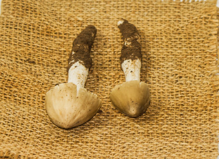 Termitomyces fuliginosus Heim, a wild mushroom that can be found in the rainy season.の写真素材