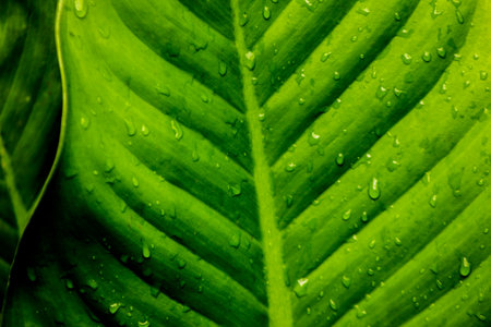 Close-up nature view of green leaves and background. Dark nature concept.の写真素材