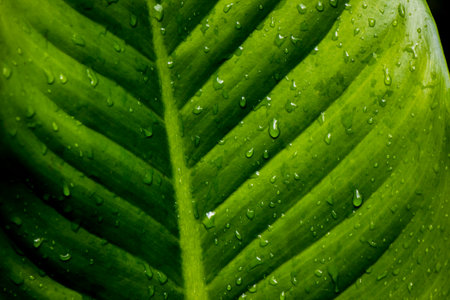 abstract green leaf texture for nature backgroundの写真素材