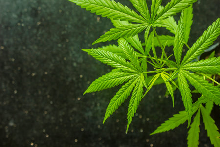 Plant leaf of cannabis rudralis close up on black background, leaving space for text.の写真素材