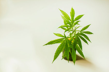 Plant of cannabis rudralis on bright white background, space for text.の写真素材