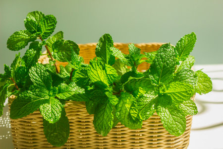mint leaves in wicker basketの写真素材