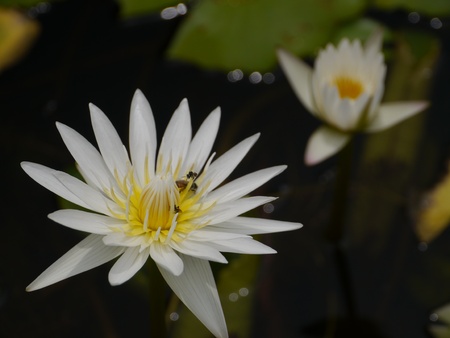 White Lotusの写真素材