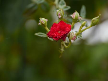 Climbing Roseの写真素材