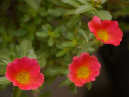 Portulaca Rose, Rose Moss, Sun Plantの写真素材