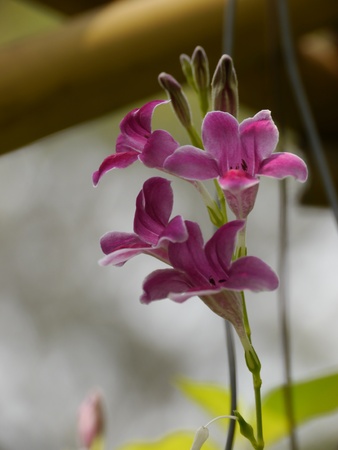 Purple Flowers in Parkの写真素材