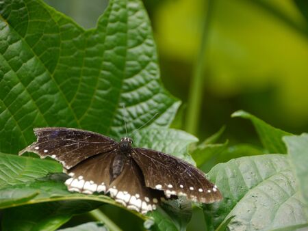 Monarchの写真素材