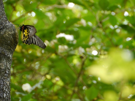 Monarch on a Treeの写真素材
