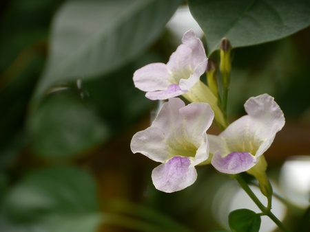 White Flowers in Parkの写真素材