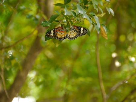 Two Butterflysの写真素材