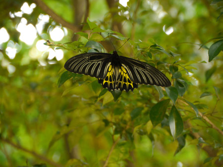 Monarch