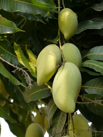 Mango Treeの写真素材