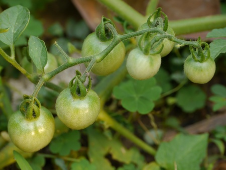 Egg Plant Treeの写真素材