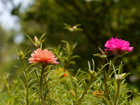 Sun Plant, Colorful Flowersの写真素材