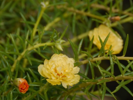 Sun Plant, Yellow Flowersの写真素材