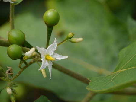 Solanum Torvum Treeの写真素材