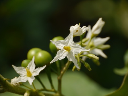 Solanum Torvum Treeの写真素材
