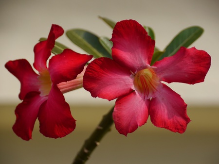 Desert Rose, Impala Lilyの写真素材