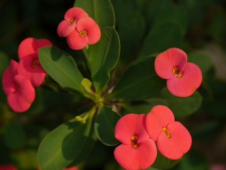 Crown Of Thorns Flowersの写真素材
